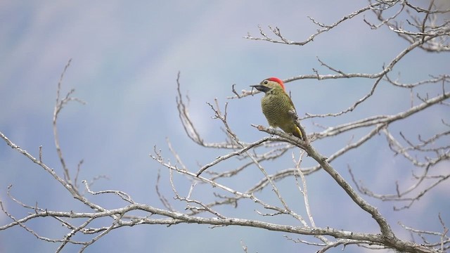 Golden-olive Woodpecker - ML600517161