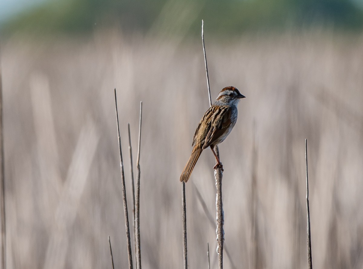 Swamp Sparrow - Frank King