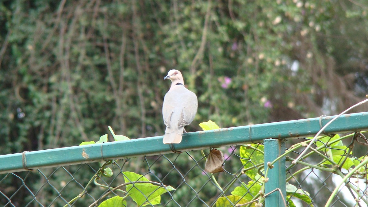 Red-eyed Dove - ML600521351