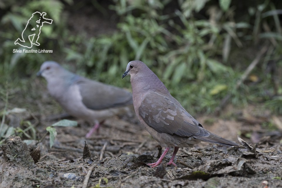 Gray-fronted Dove - ML60052141