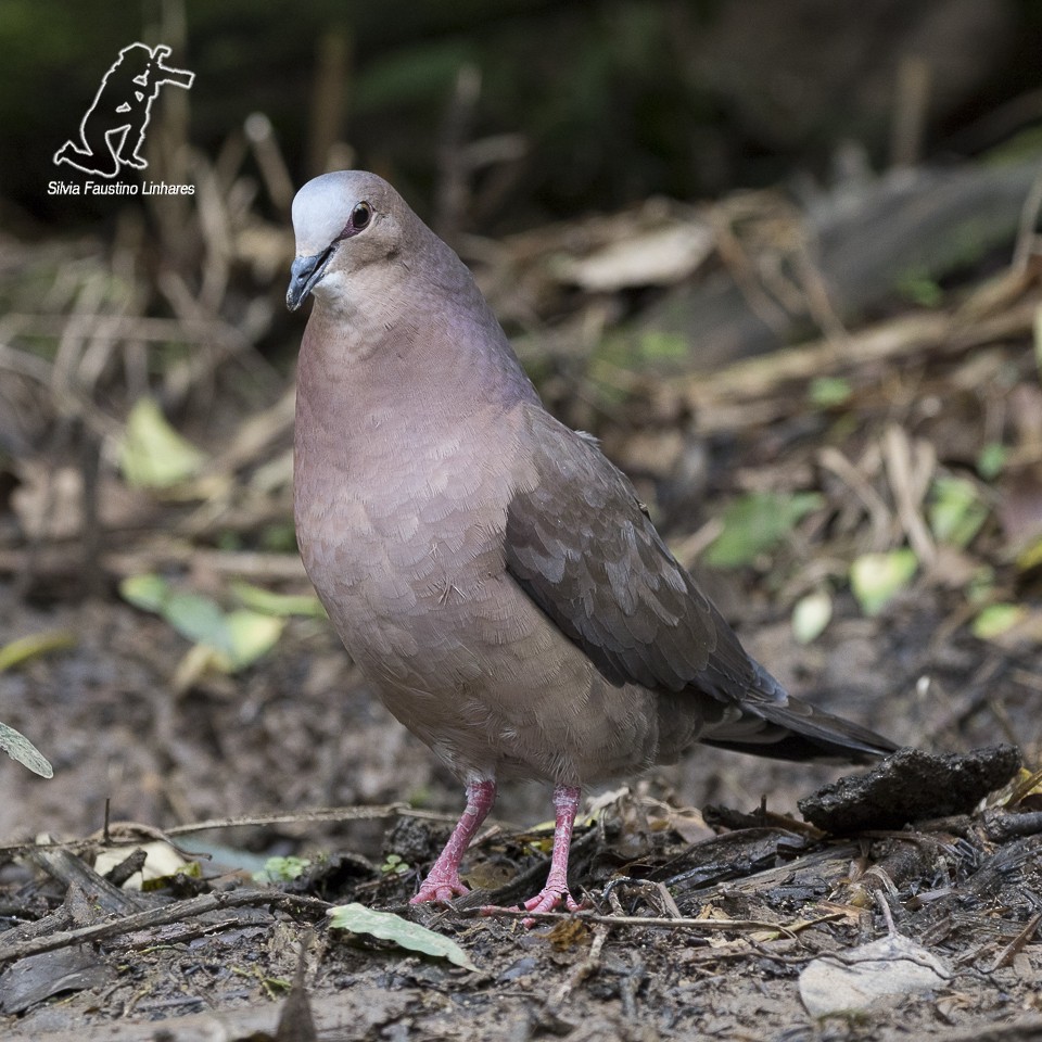 Gray-fronted Dove - ML60052151