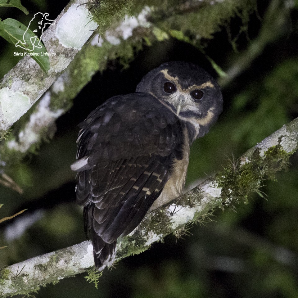 Tawny-browed Owl - ML60052211