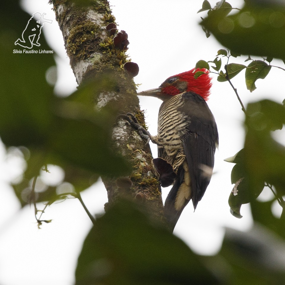 Helmeted Woodpecker - Silvia Faustino Linhares