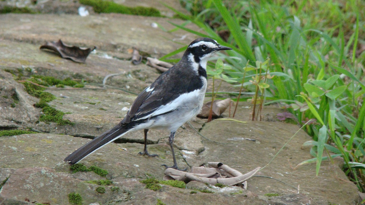 African Pied Wagtail - ML600522871