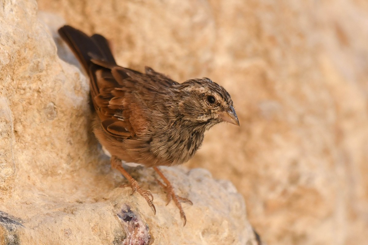 Striolated Bunting - ML600523941
