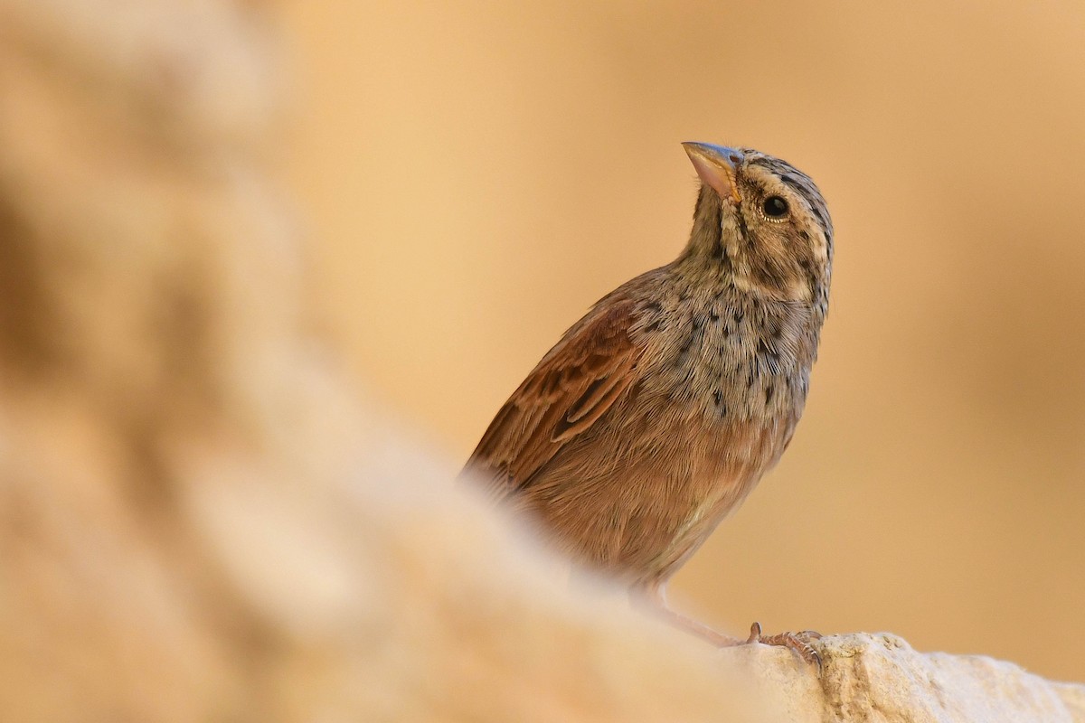 Striolated Bunting - ML600523951