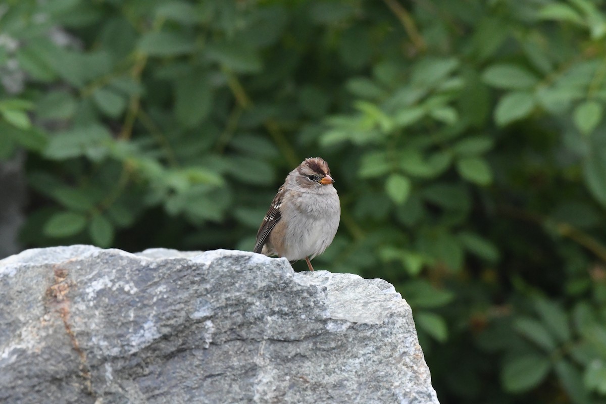 White-crowned Sparrow - ML600524151