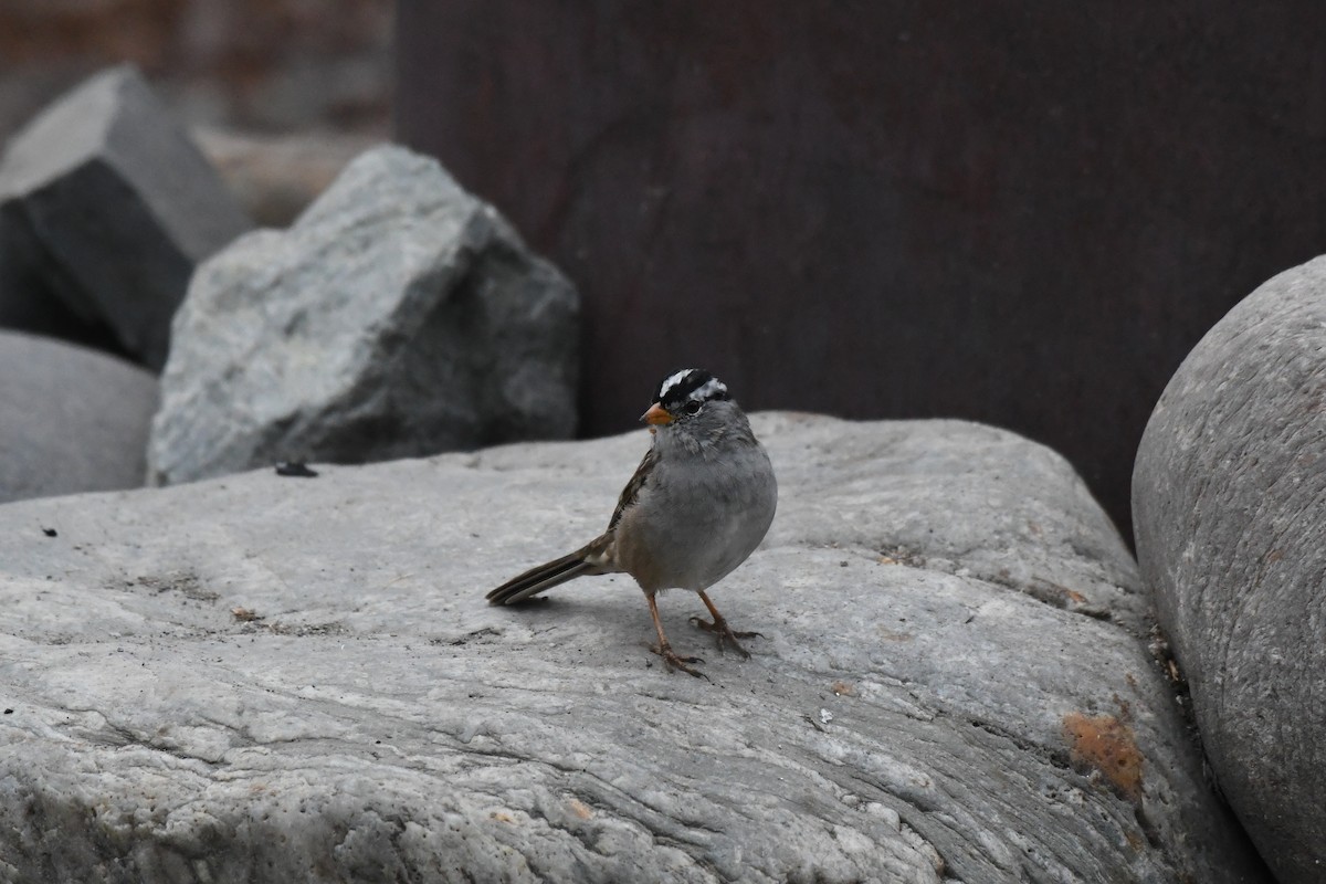 White-crowned Sparrow - ML600524161