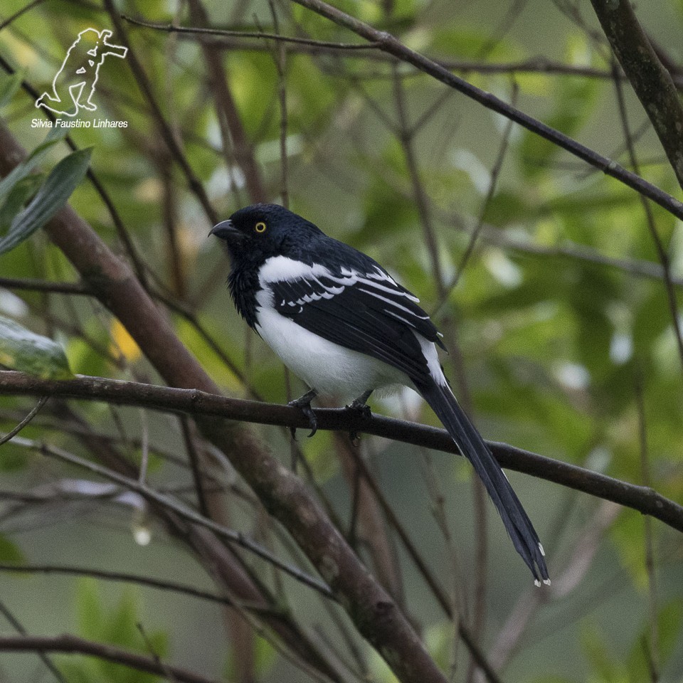 Magpie Tanager - ML60052531
