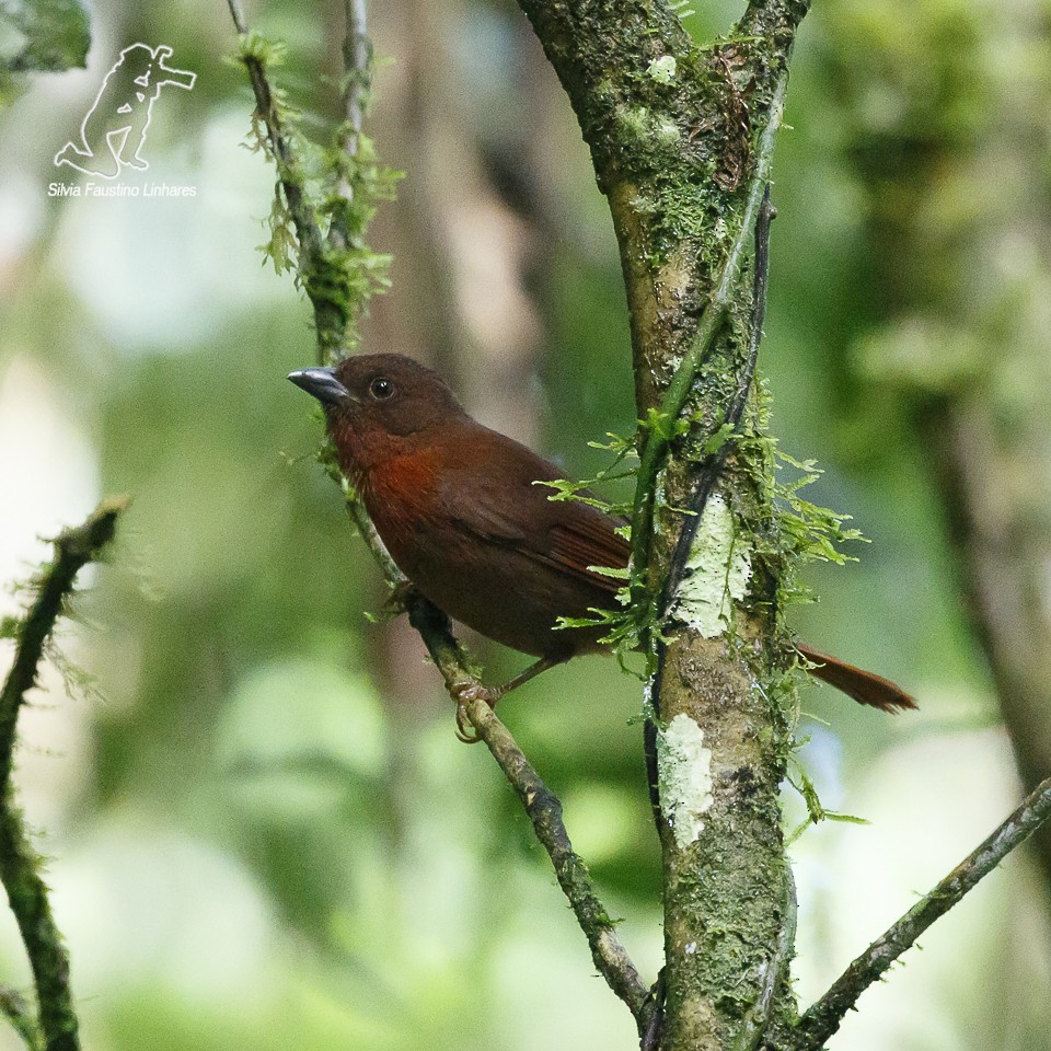 Red-crowned Ant-Tanager (Red) - Silvia Faustino Linhares