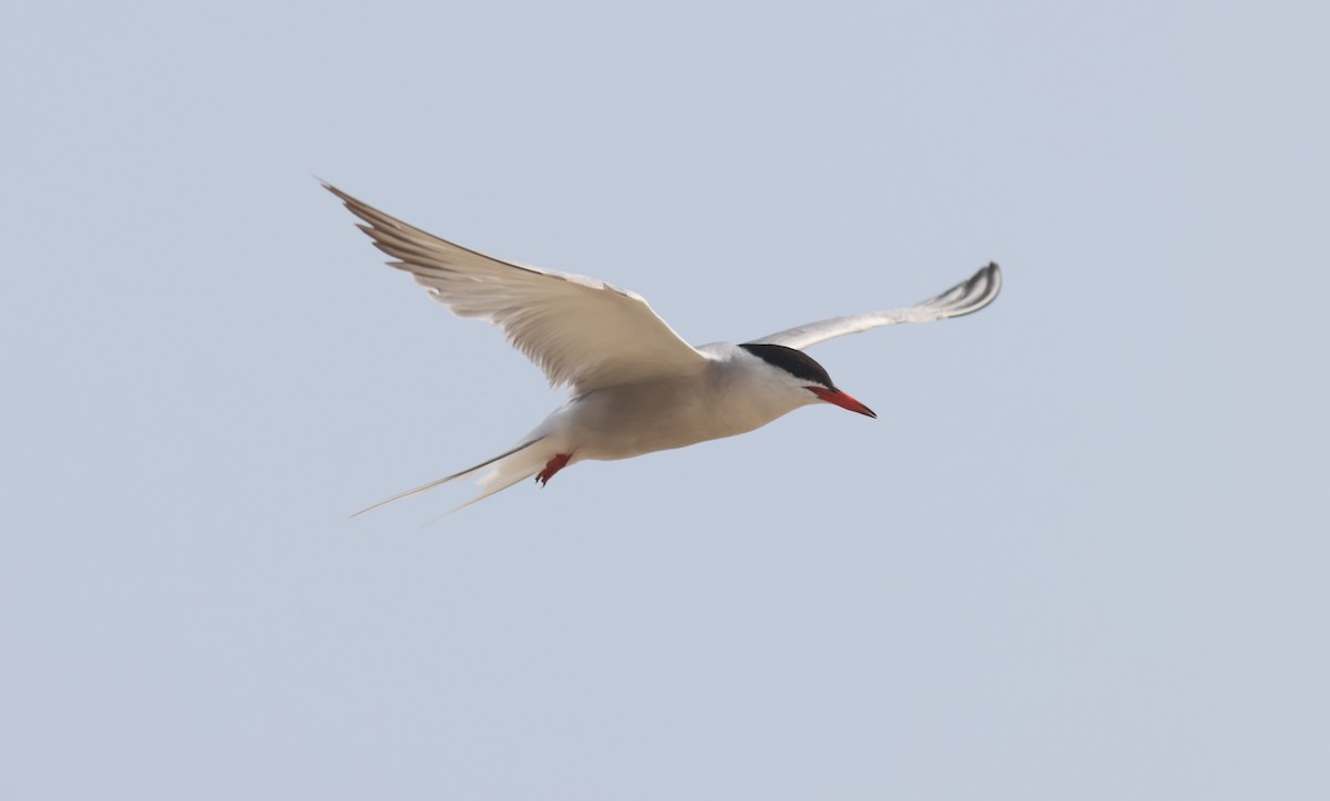 Common Tern - ML600525861