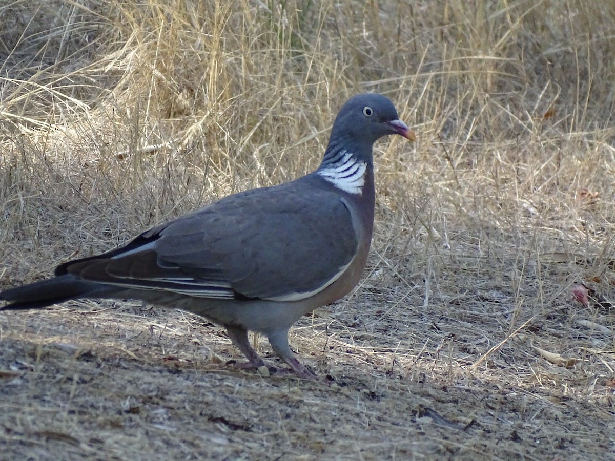 Common Wood-Pigeon - ML600525951