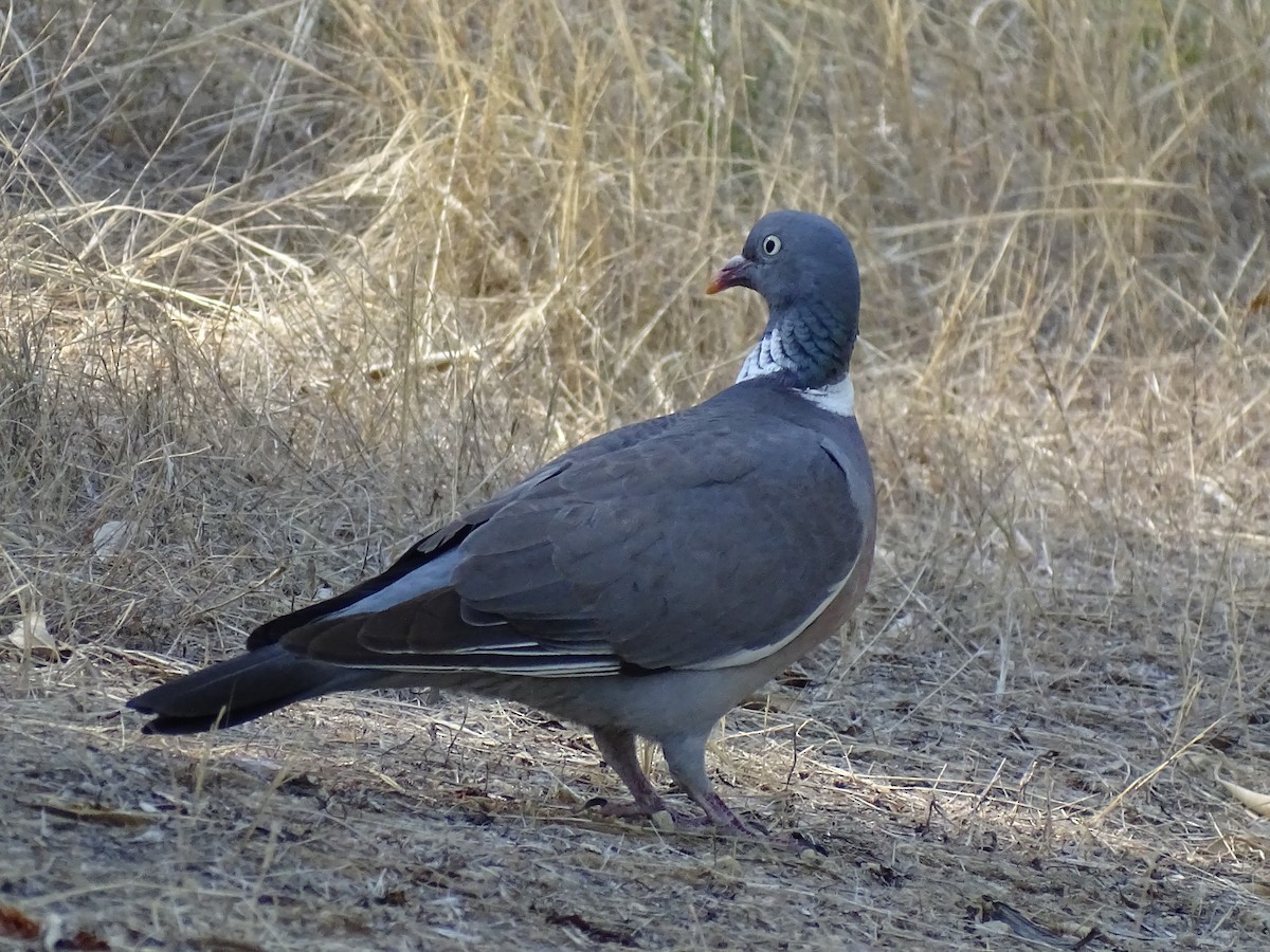 Common Wood-Pigeon - ML600526151