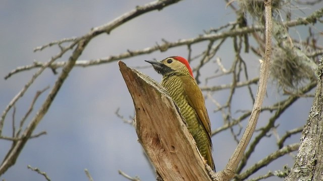 Golden-olive Woodpecker - ML600528831