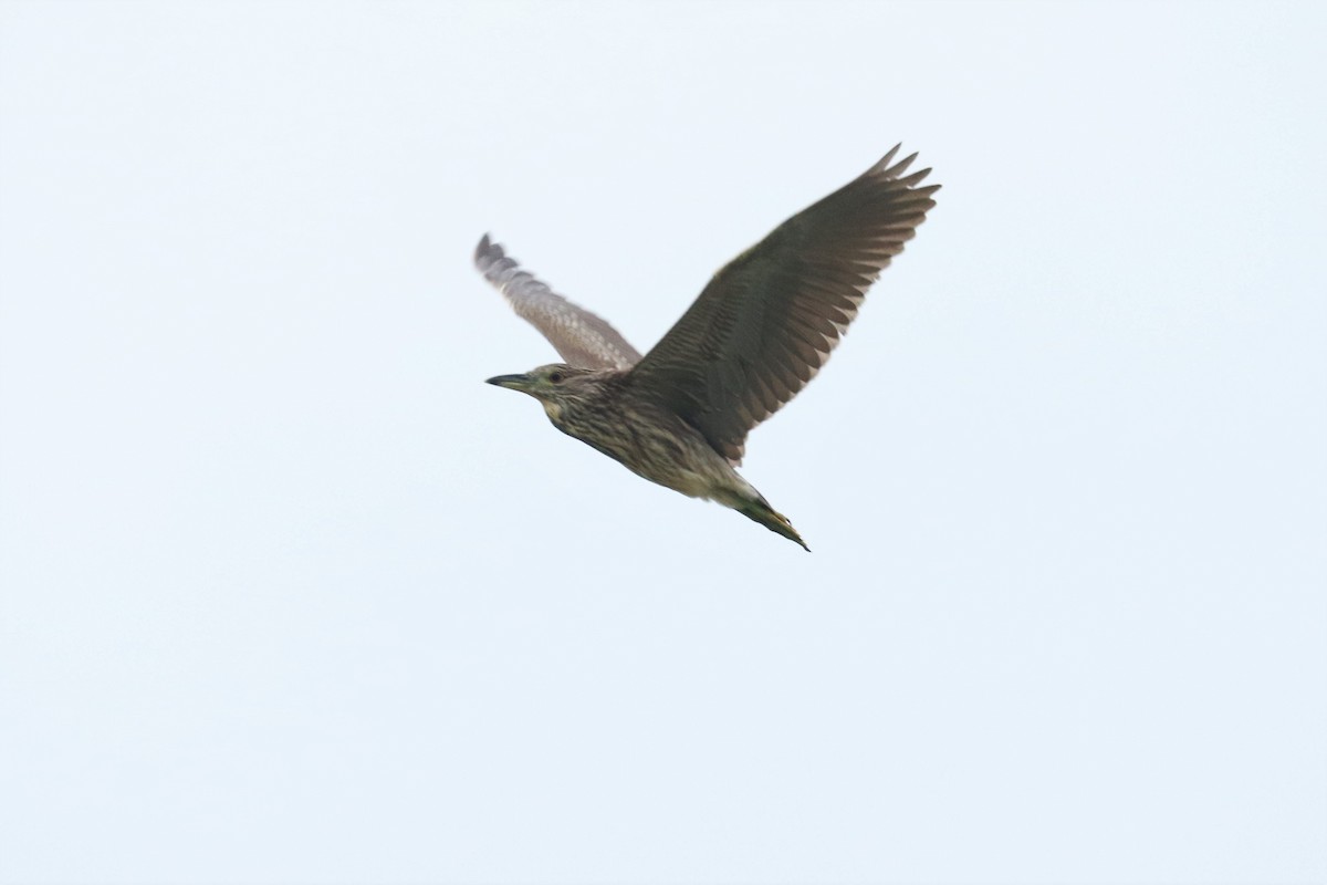 Black-crowned Night Heron - ML600529951