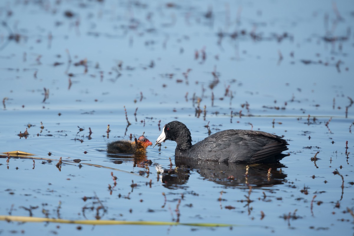 American Coot - Deb Ford
