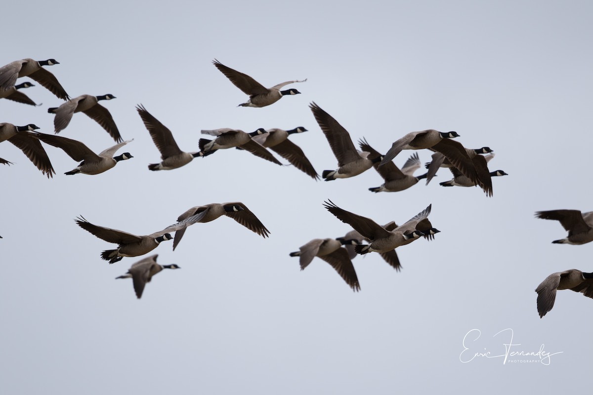 Cackling Goose (Aleutian) - Enric Fernandez