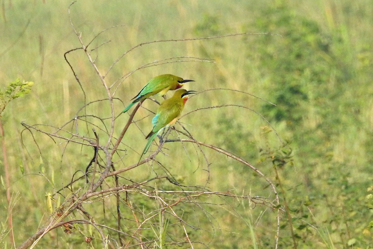 Blue-tailed Bee-eater - Judy Matsuoka