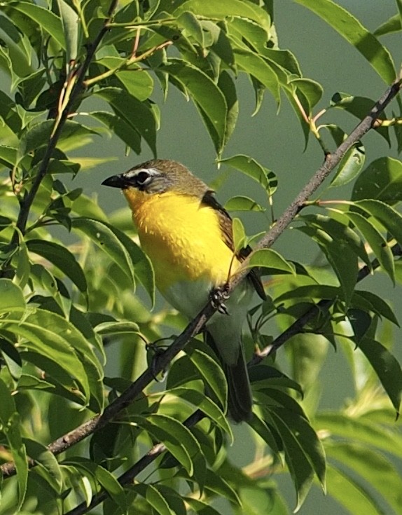 Yellow-breasted Chat - ML60054101