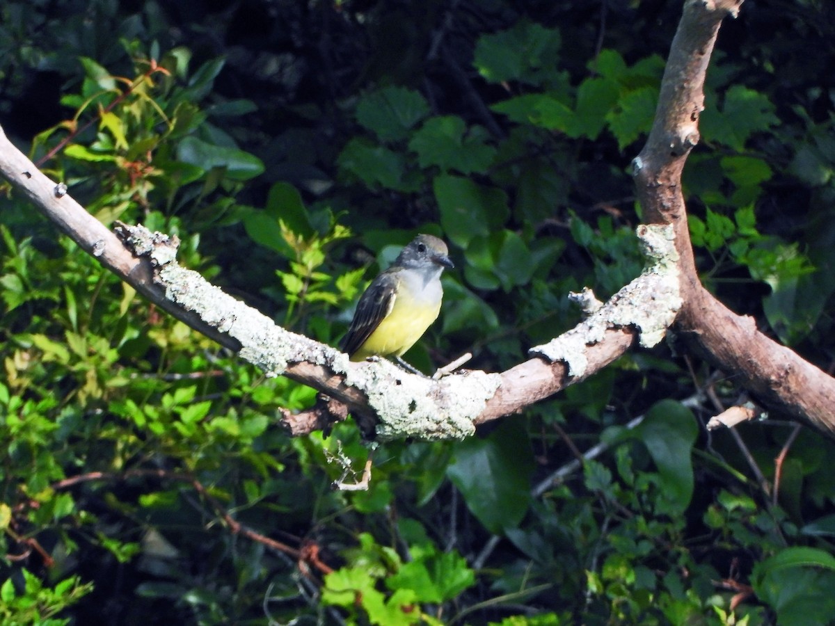 Great Crested Flycatcher - ML600544841