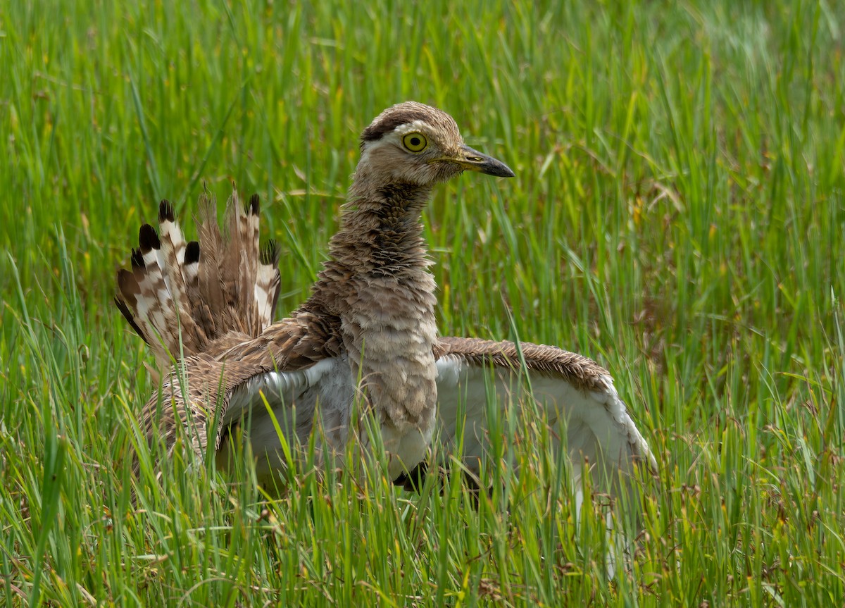 Double-striped Thick-knee - ML600548361