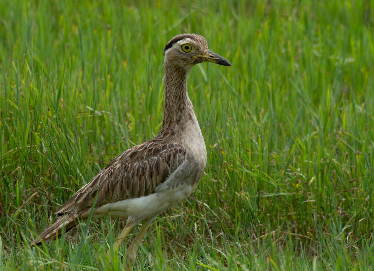 Double-striped Thick-knee - ML600548371