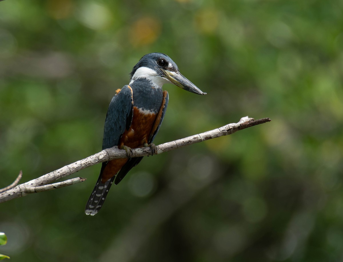 Ringed Kingfisher - Luis Albero