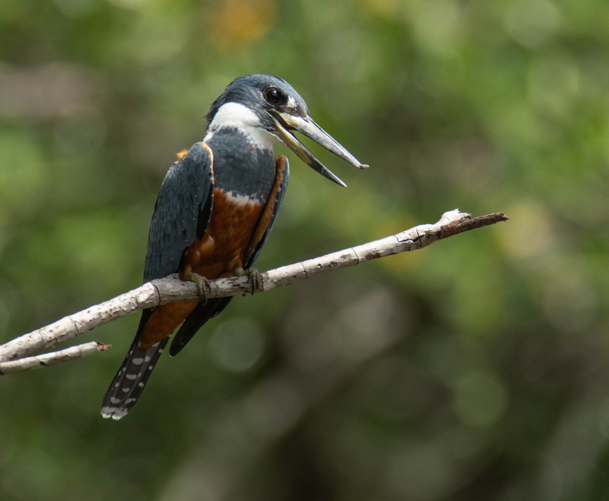 Ringed Kingfisher - Luis Albero