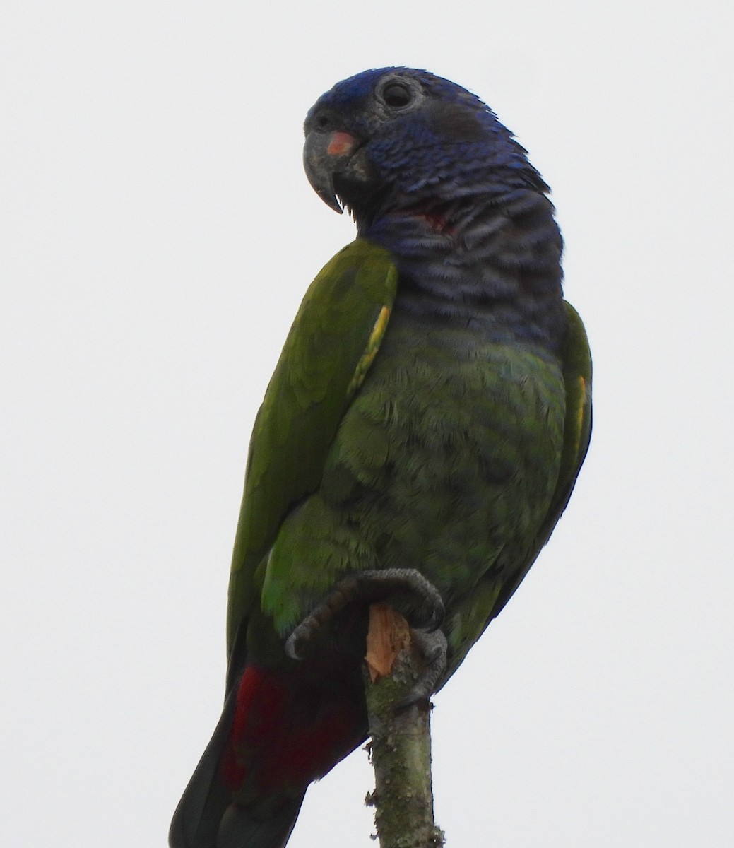Blue-headed Parrot - ML600550281