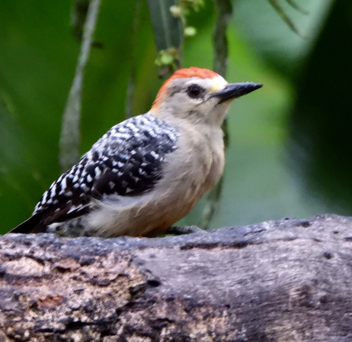Red-crowned Woodpecker - ML600557471