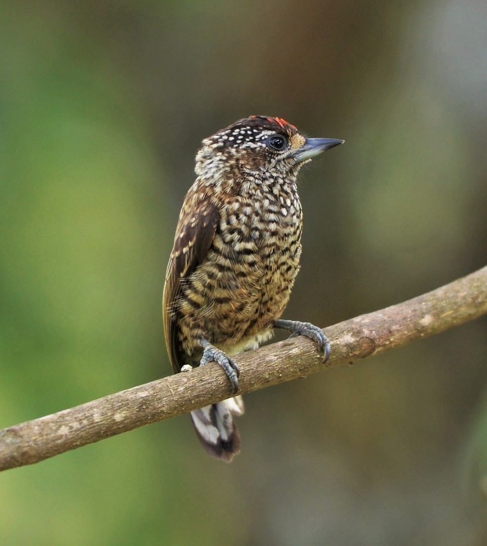 White-wedged Piculet - ML600565141