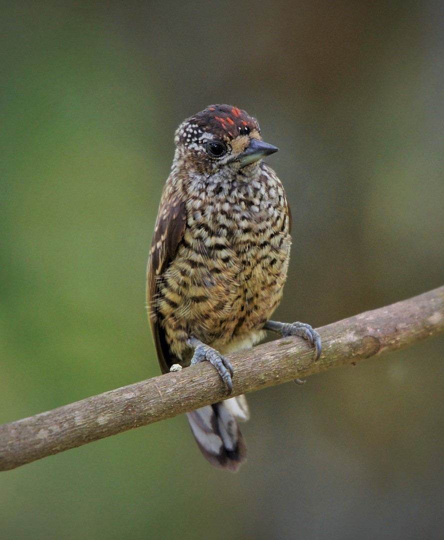 White-wedged Piculet - ML600565151