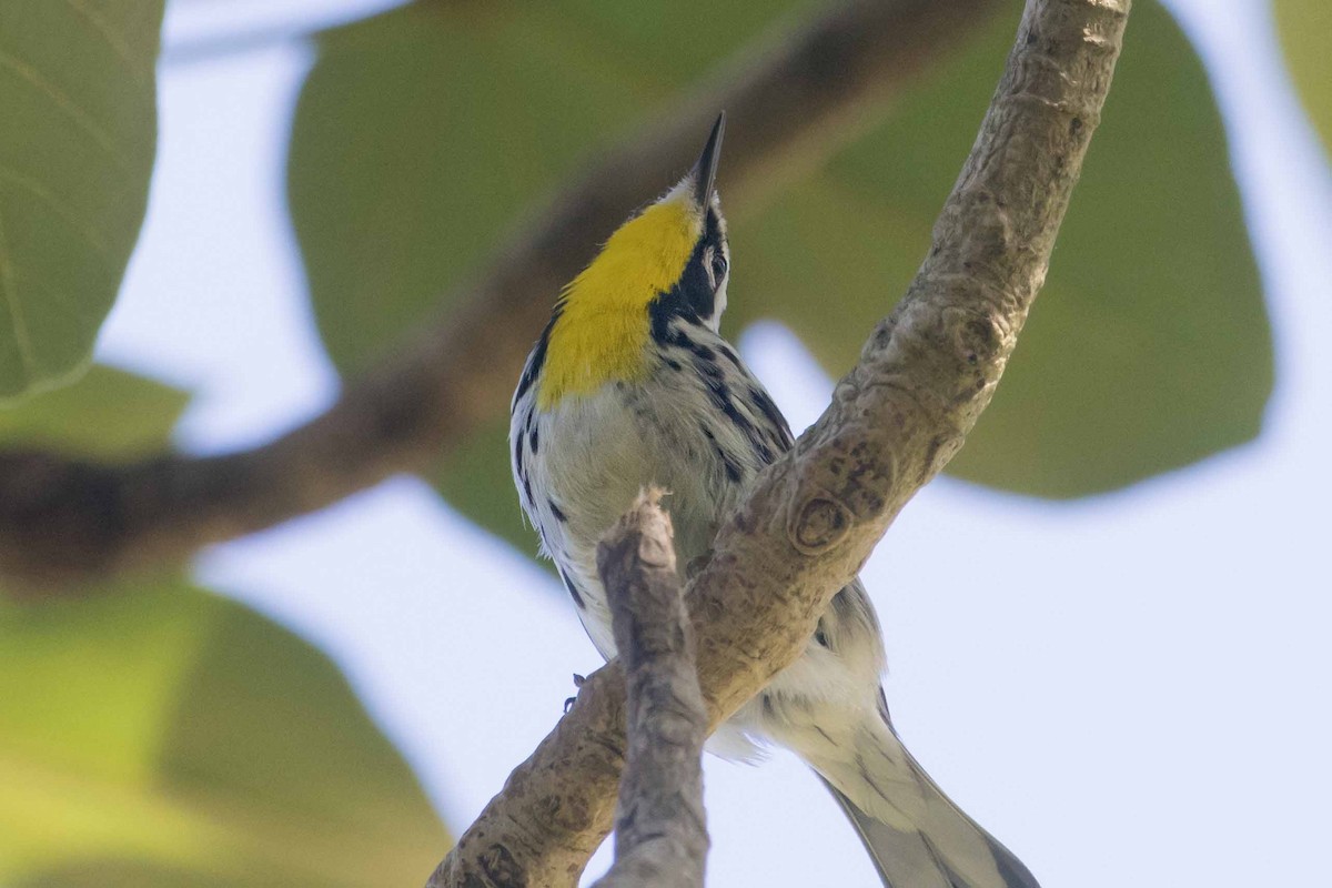 Yellow-throated Warbler - Ricardo Tonos