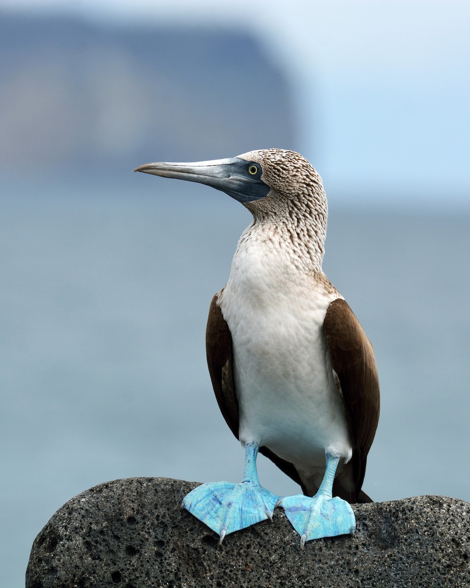 Blue-footed Booby - ML60057131