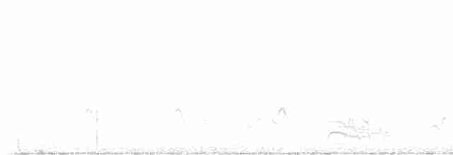 Barred Antshrike (Caatinga) - ML600572001