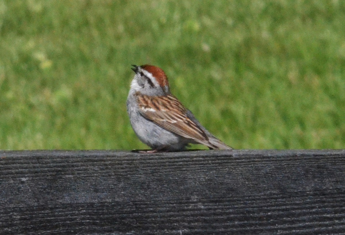 Chipping Sparrow - Old Sam Peabody