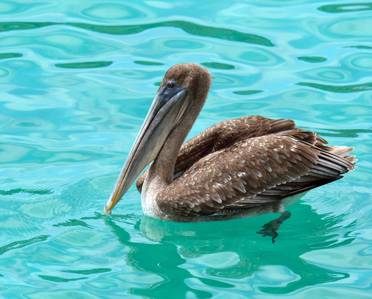 Brown Pelican - Douglas Gimler