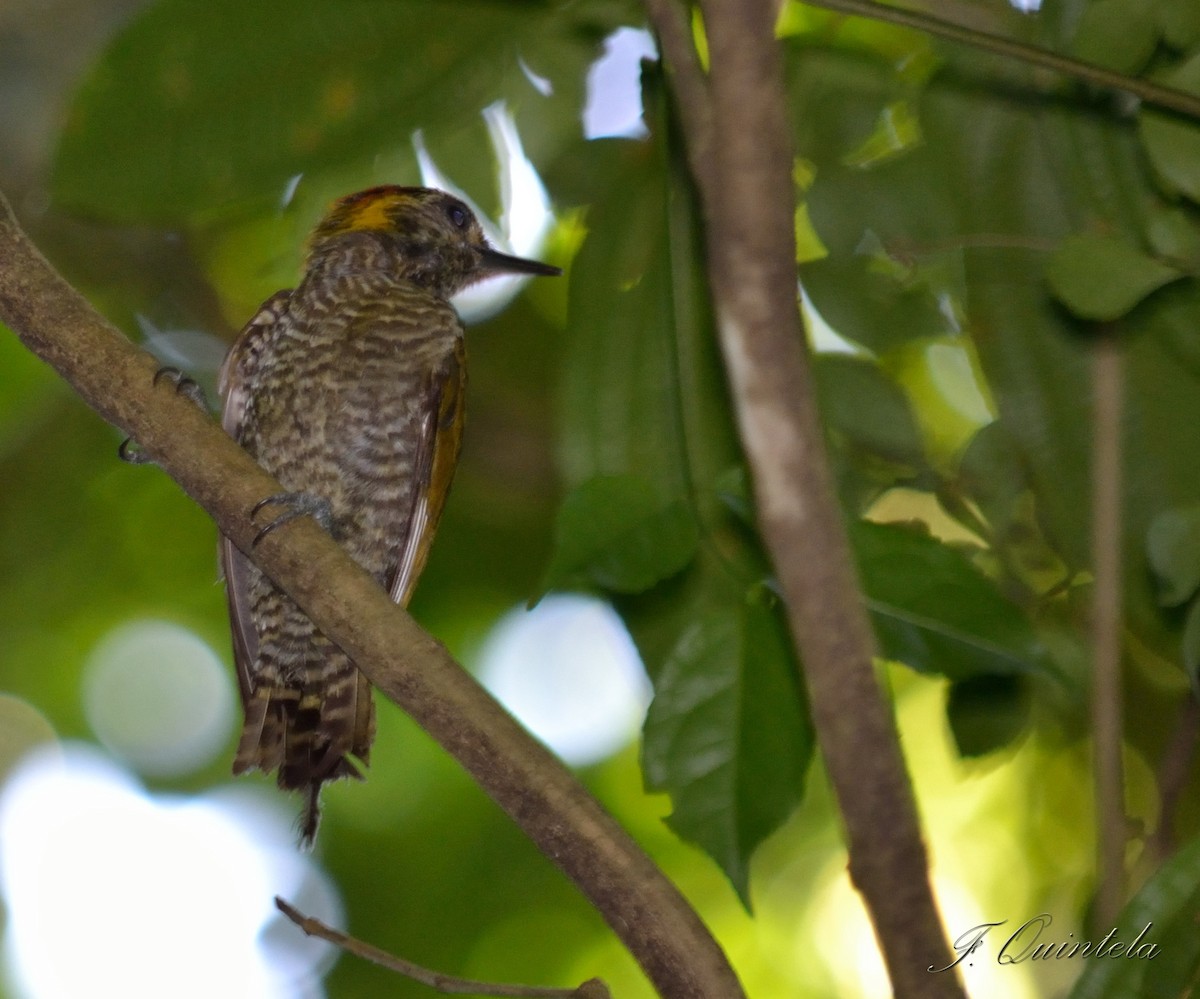 Yellow-eared Woodpecker - Facundo Quintela