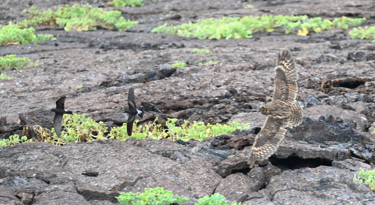 Short-eared Owl (Galapagos) - ML600584691