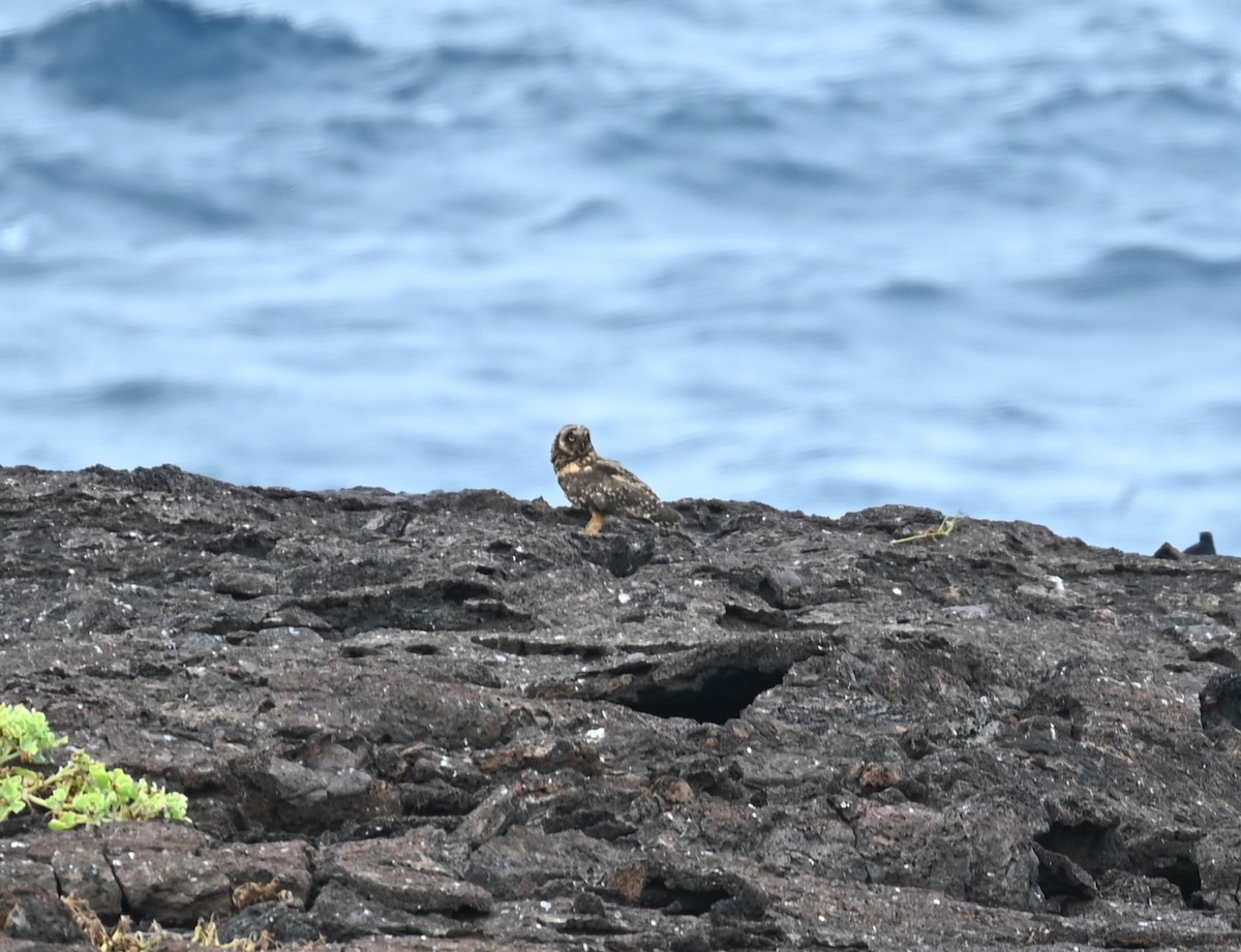Short-eared Owl (Galapagos) - ML600584701