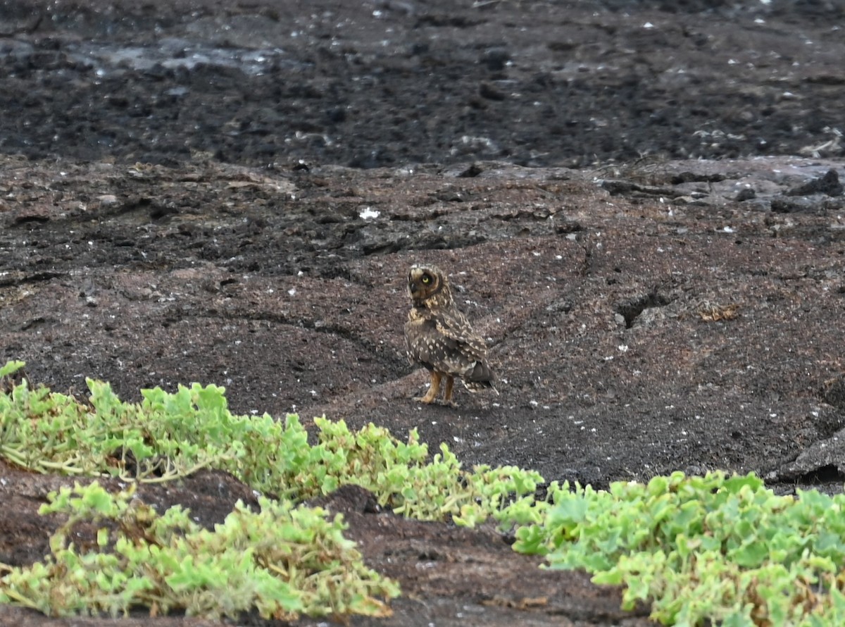 Short-eared Owl (Galapagos) - ML600584711