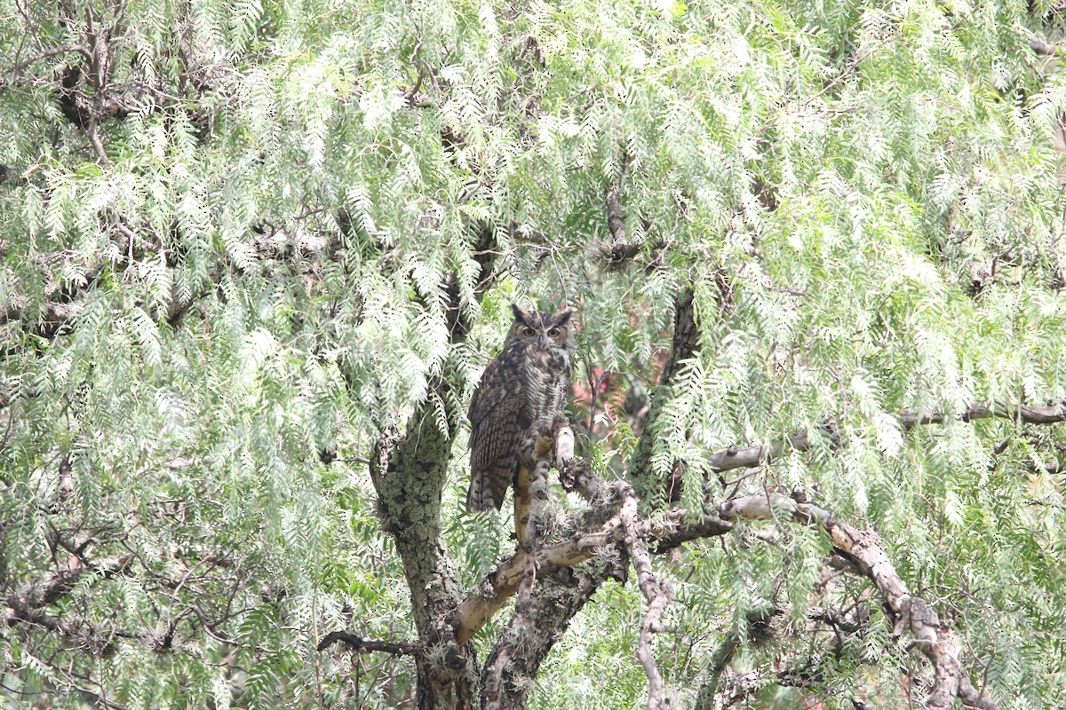 Great Horned Owl - L. Ernesto Perez Montes (The Mexican Violetear 🦉)