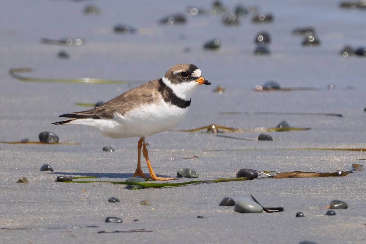 Semipalmated Plover - ML600589431