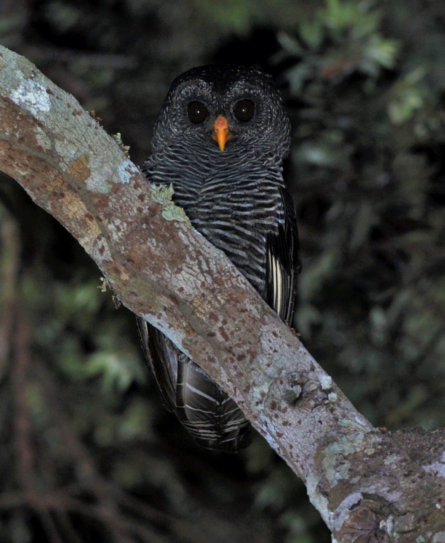 Black-banded Owl - ML600590661