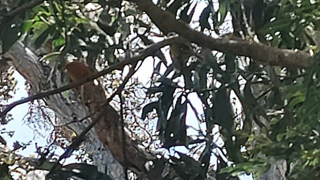 Hawaii-Akepakleidervogel - ML600592371