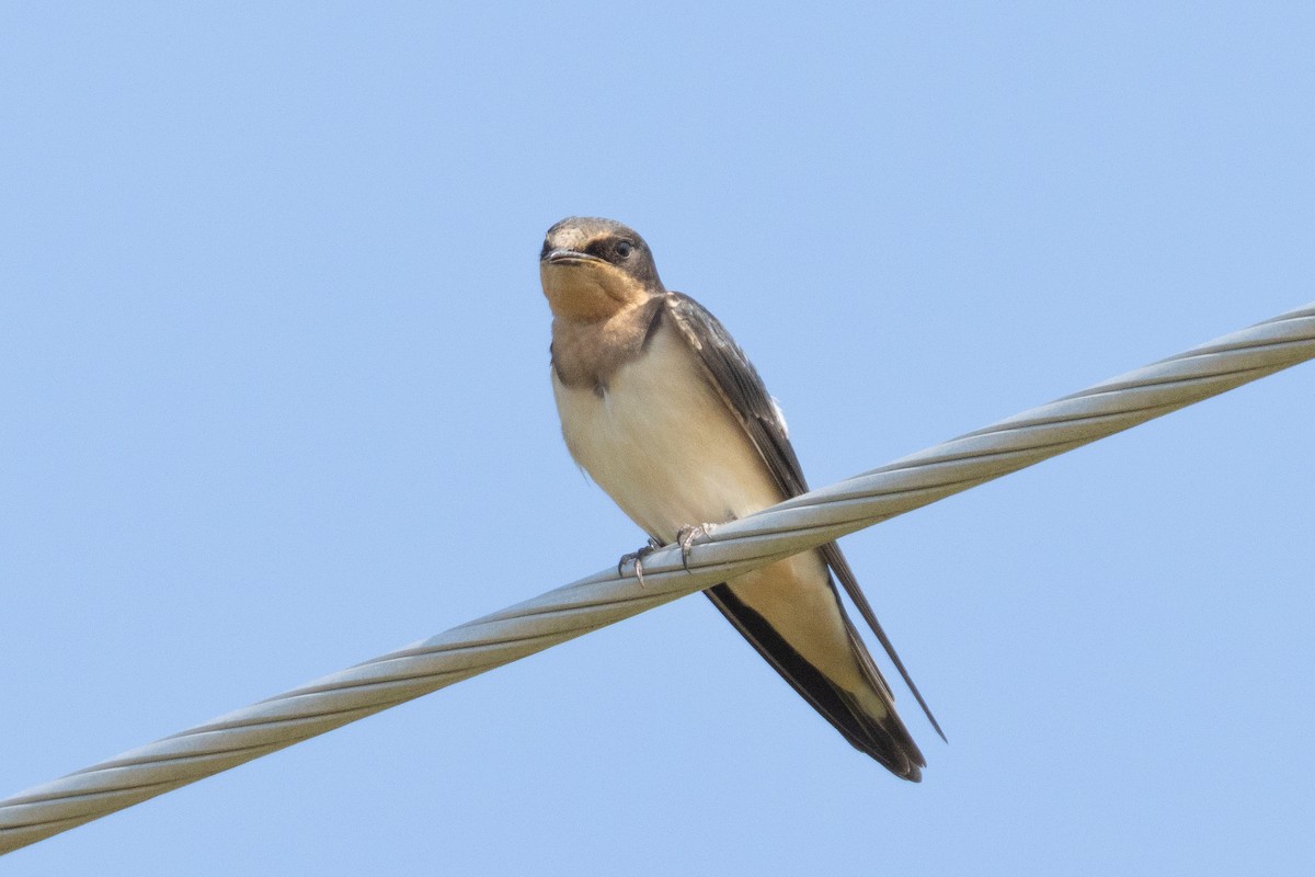 Barn Swallow - ML600593641