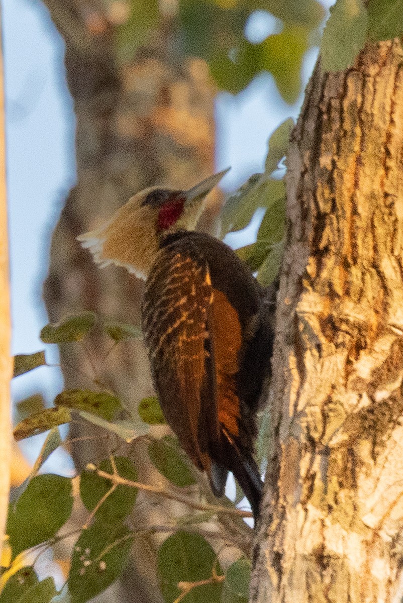 Pale-crested Woodpecker - ML600593821