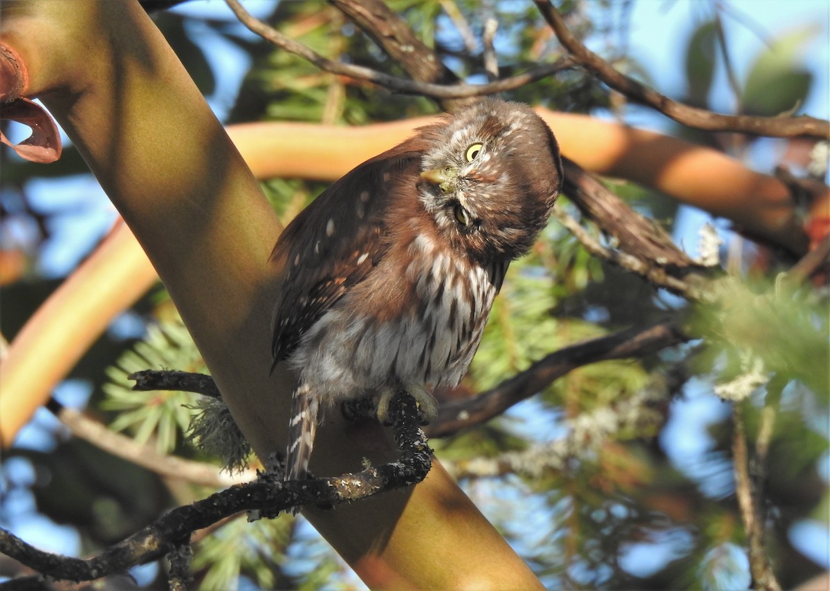 Northern Pygmy-Owl - ML600595661