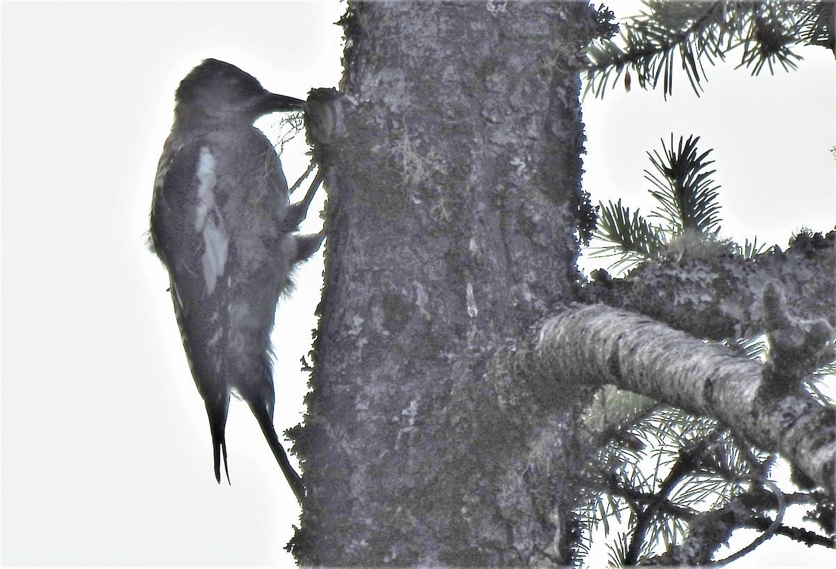 Red-breasted Sapsucker - ML600595751