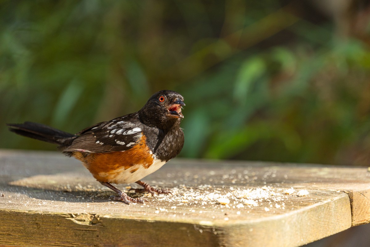 Spotted Towhee - ML600596091